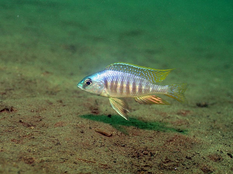 Placidochromis sp. 'electra mozambique' Chiofu Bay